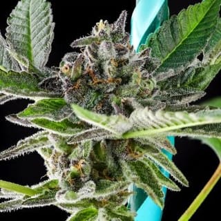 Grand Peanut Butter Payton Feminized-PUCA-GBBP-FEM