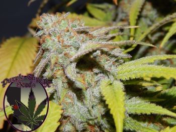 Cookie OG Feminized Seeds -PUCA-COOG-FEM