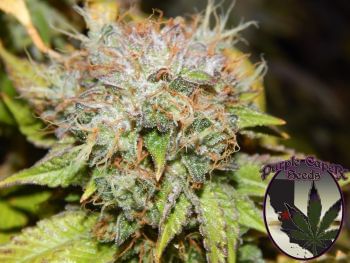 Birthday Cake Feminized Seeds-PUCA-BICA-FEM