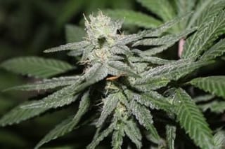 Alien Headband Feminized Seeds-PUCA-ALHE-FEM