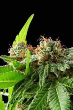 Afghan Haze Feminized Seeds-PUCA-AFHA-FEM
