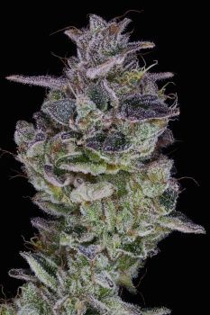 Orange Cake Feminized Seeds-PUCA-ORCA-FEM
