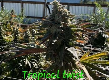 Tropical Twist Feminized Seeds-IHG-TRTW-FEM