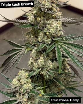 Triple Kush Breath Feminized Seeds-IHG-TRKB-FEM