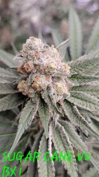 Sugar Cane v2 BX1 Feminized Seeds-IHG-SCV2BX1-FEM