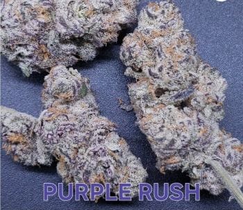Purple Rush Feminized Seeds-IHG-PURU-FEM