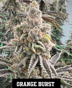Orange Burst Feminized Seeds-IHG-ORBU-FEM