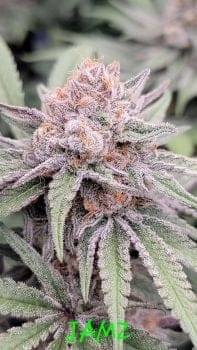 Jamz Feminized Seeds-IHG-JAMZ-FEM