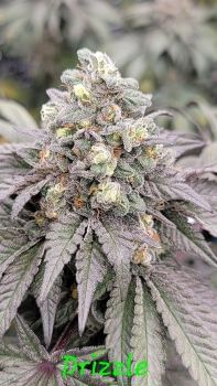 Drizzle Feminized Seeds-IHG-DRIZ-FEM