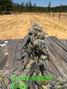 Black Cherry Bliss Feminized Seeds-IHG-BLCB-FEM