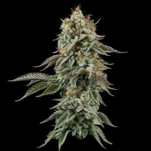 Sour Diesel Feminized Seeds-SMAN-SODI-FEM