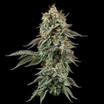 Sour Diesel Feminized Seeds-SMAN-SODI-FEM
