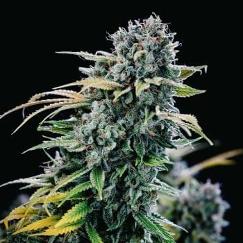Green Crack Feminized Seeds-SMAN-GRCRK-FEM