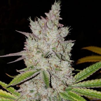 Lilac Diesel RBX2 Auto Feminized Seeds-ETHO-LIDIRBX2-AUTO-FEM