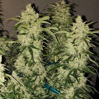 Zweet RBX2 Auto Feminized Seeds-ETHO-ZWEERBX2-AUTO-FEM