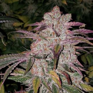 Purple Thai RBX1 Auto Feminisiert Saatgut-ETHO-PUTHRBX1-AUTO-FEM