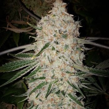 Pluto Cut RF3 Auto Feminized Seeds-ETHO-PLCURF3-AUTO-FEM
