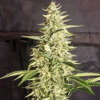 Inzane Auto Feminized-ETHO-INZA-AUTO-FEM
