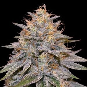 Orange Frappe Feminised Seeds-G13-ORFR-FEM