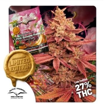 Pink Banana Runtz Ltd Edition Feminised Seeds-DP-PIBR-FEM