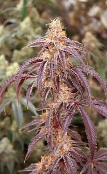 Moonage Daydream Feminized Seeds-LIHE-MODA-FEM