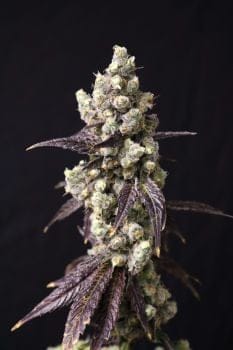 Cajun Quake Feminized Seeds-LIHE-CAQU-FEM