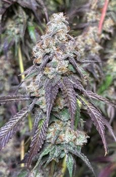 Cajun Moon BX Feminized Seeds-LIHE-CAMOBX-FEM