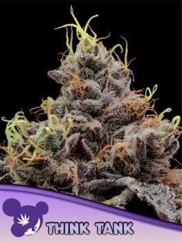 Think Tank Feminised Seeds-ANES-THTA-FEM