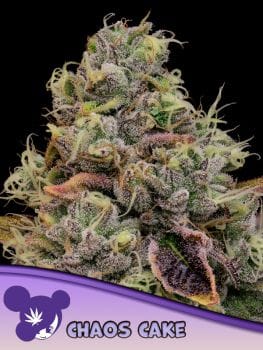 Chaos Cake Feminised Seeds-ANES-CHCA-FEM