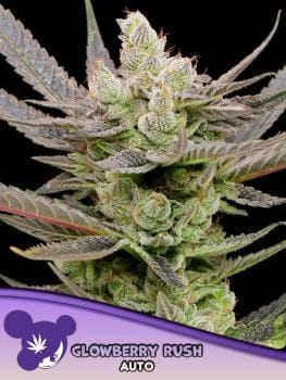 Glowberry Rush Auto Feminised Seeds-ANES-GLRU-AUTO-FEM