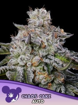 Chaos Cake Auto Feminised Seeds-ANES-CHCA-AUTO-FEM