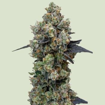Orbital Banana F1 Feminised Seeds-RQS-ORBAF1-FEM