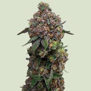 Cosmic Cheddar F1 Feminised Seeds-RQS-COCHF1-FEM