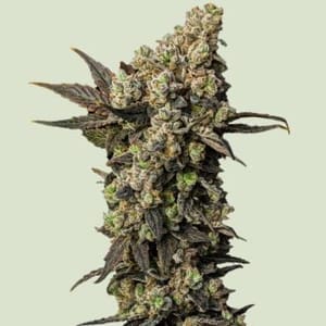 Astro Lemonade F1 Feminised Seeds-RQS-ASLEF1-FEM