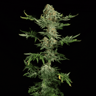 Freaky Ryder Auto Regular Seeds-DRCH-FRRY-AUTO-REG