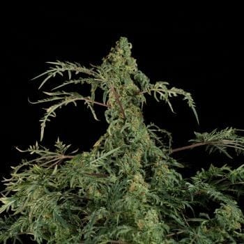 Freaky бърз F1 BX редовно семена-DRCH-FRFA-FAST-REG