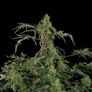 Freaky Schnell F1 BX Regelmäßig Saatgut-DRCH-FRFA-FAST-REG