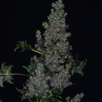 Fast Crazy Bastard Regular Seeds-DRCH-CRBA-FAST-REG