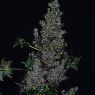 Schnell Crazy Bastard Regelmäßig Saatgut-DRCH-CRBA-FAST-REG