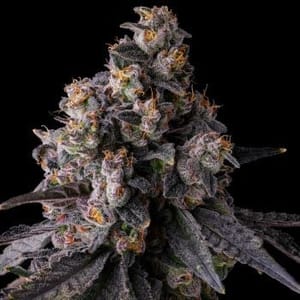 Rainbow Guavè Feminized Seeds-COM-RAGU-FEM