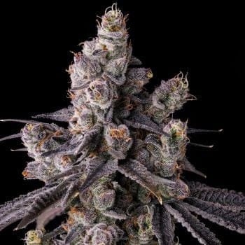 Mora Azul Feminized Seeds-COM-MOAZ-FEM