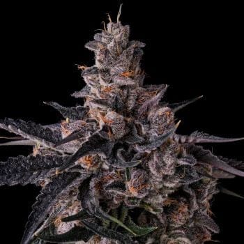 Lemon Cherry Pavé Feminized Seeds-COM-LECP-FEM