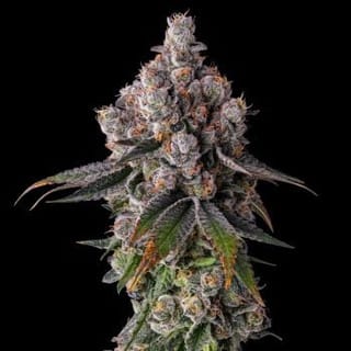 90 Proof Feminized Seeds-COM-90PR-FEM