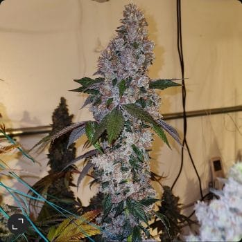 Liquer R1 Feminized Seeds-ETHO-LIQR1-FEM