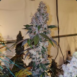 Liquer R1 Feminized Seeds-ETHO-LIQR1-FEM