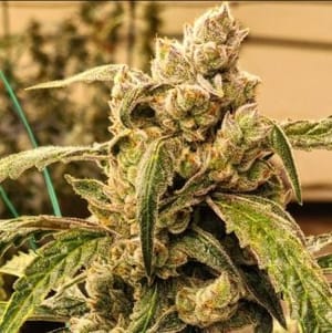 Banana Jealousy IBL Auto Feminised Seeds-ETHO-BAJEIBL-AUTO-FEM