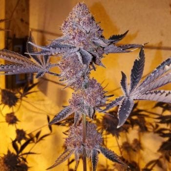 Tropicana Cherry Clones-SMAN-CL-BCC-TRCH