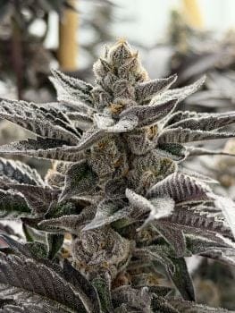 Ripped Off Runtz Clones-SMAN-CL-BCC-RIOR