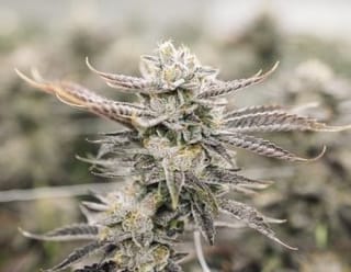 Mike's Strawberry Lemonade Clones-SMAN-CL-BCC-MISL