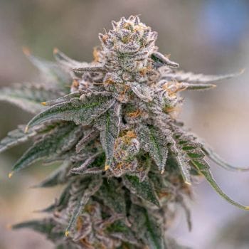 Grape Gas Clones-SMAN-CL-BCC-GRGA